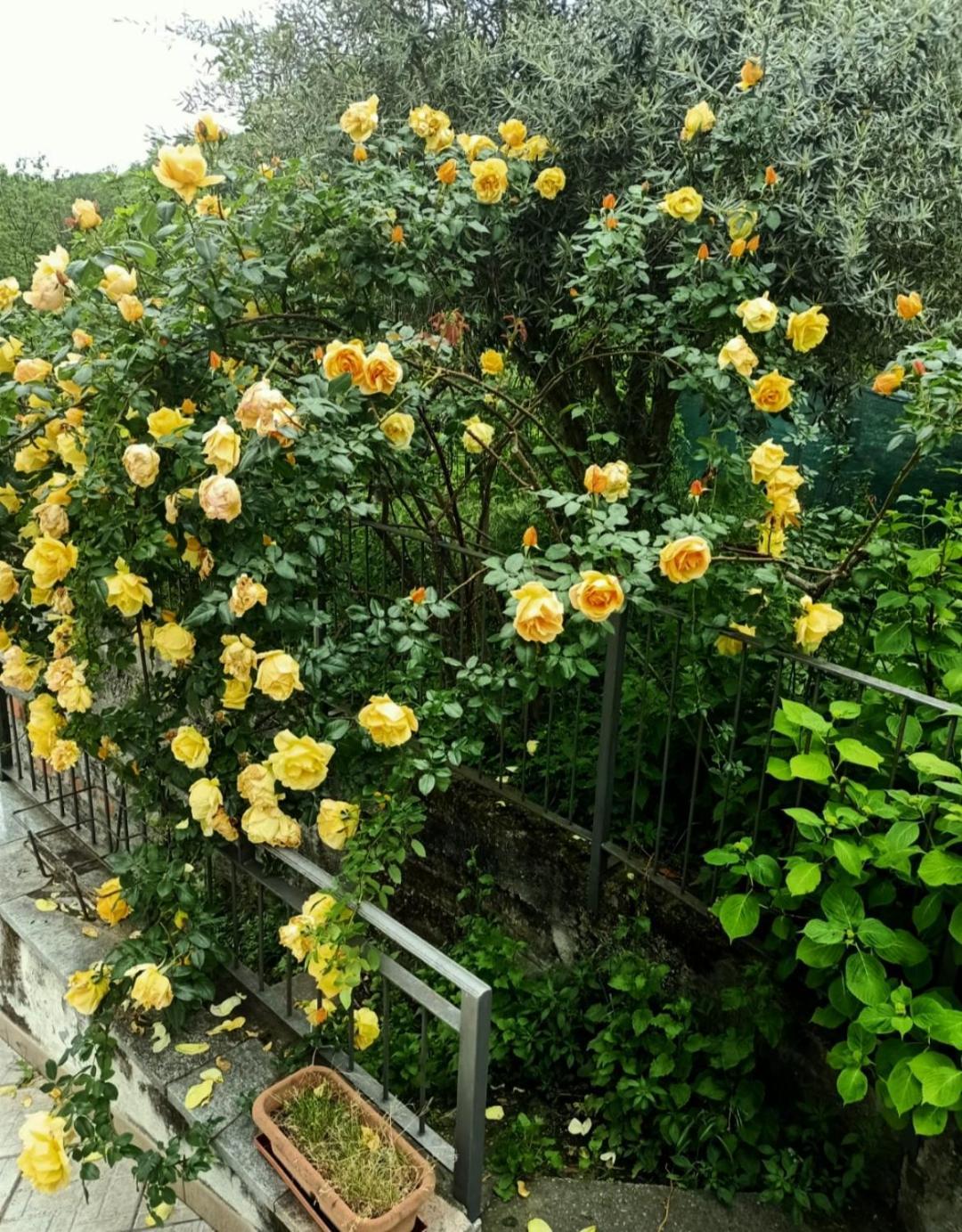 Castellamonte Amrita Rosa酒店 外观 照片